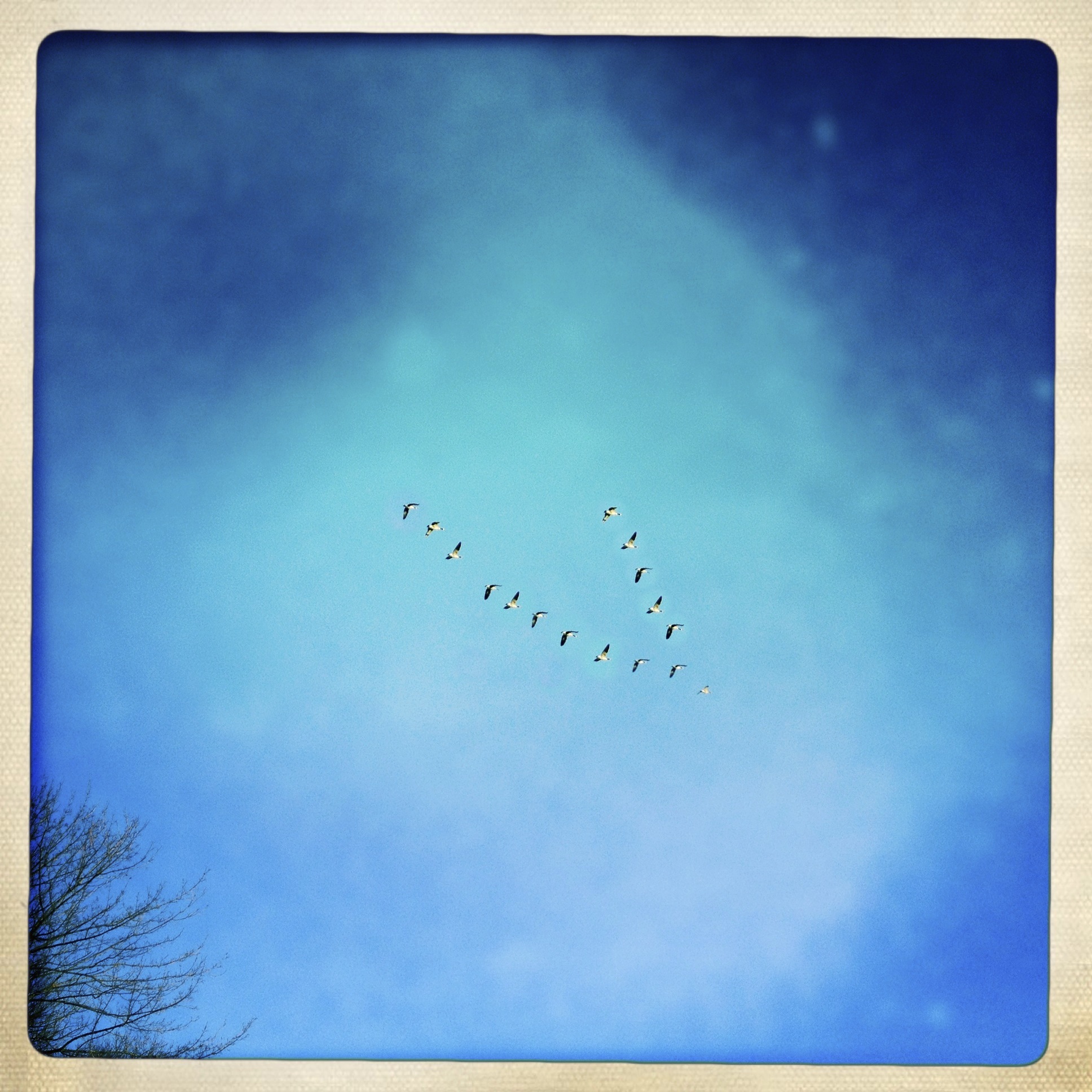 Geese heading home