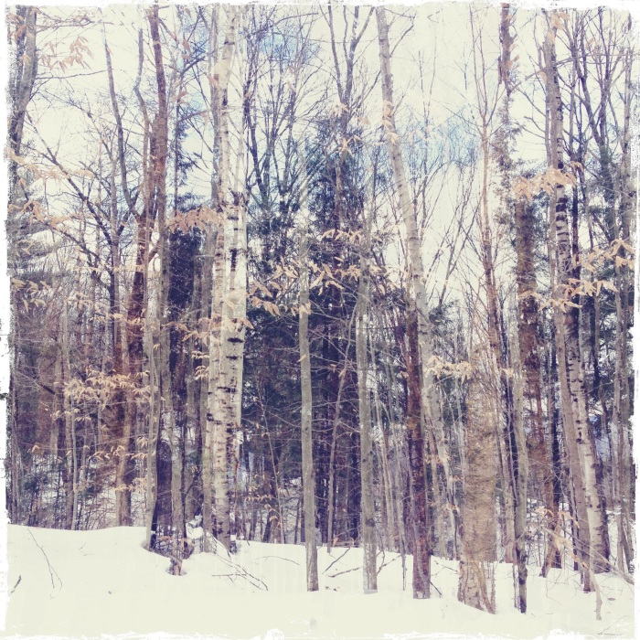 Vermont Forest Double Exposure