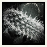 Black and white cactus (1)