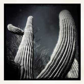 Black and white cactus