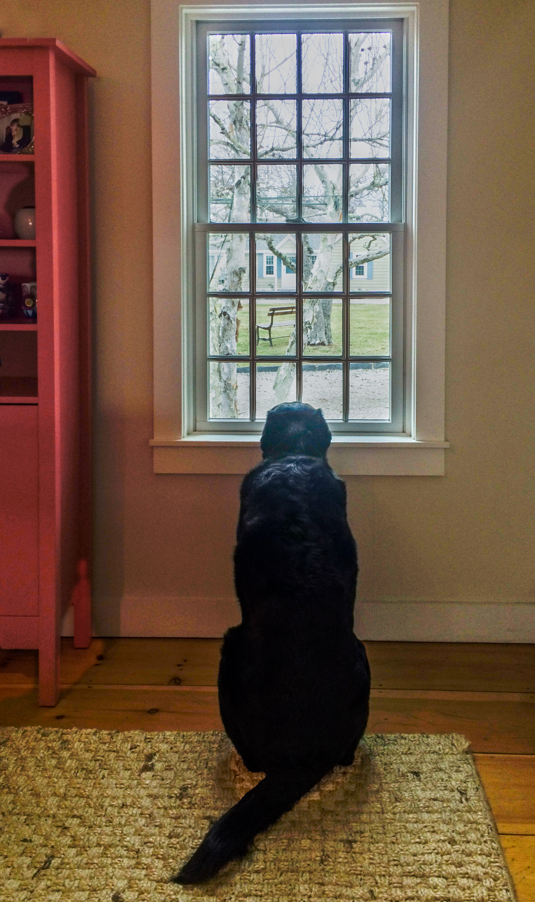 dog at window looking outside