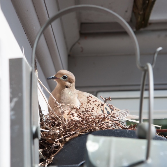 Dove in her nest