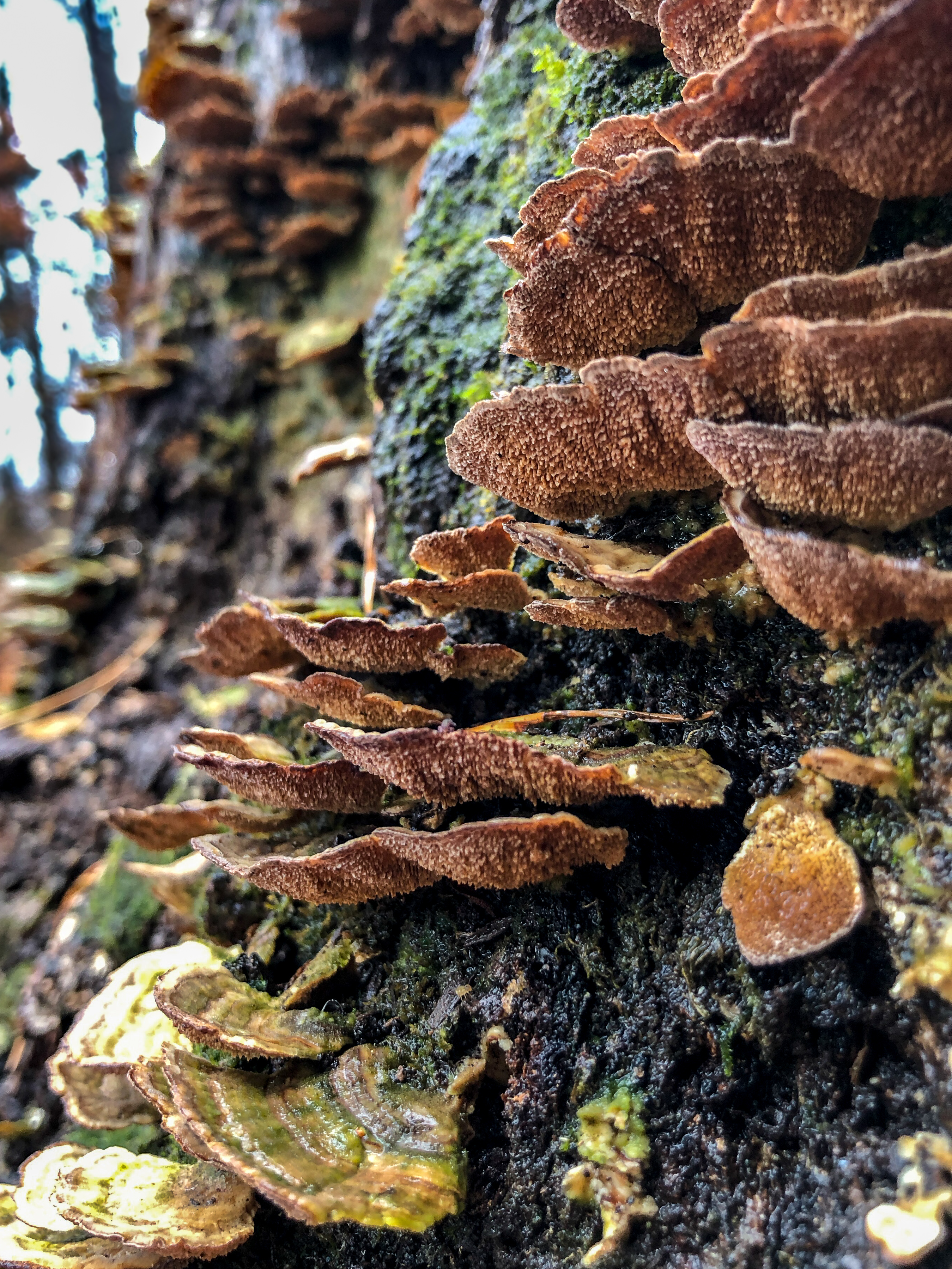 mushrooms on a tree in forest