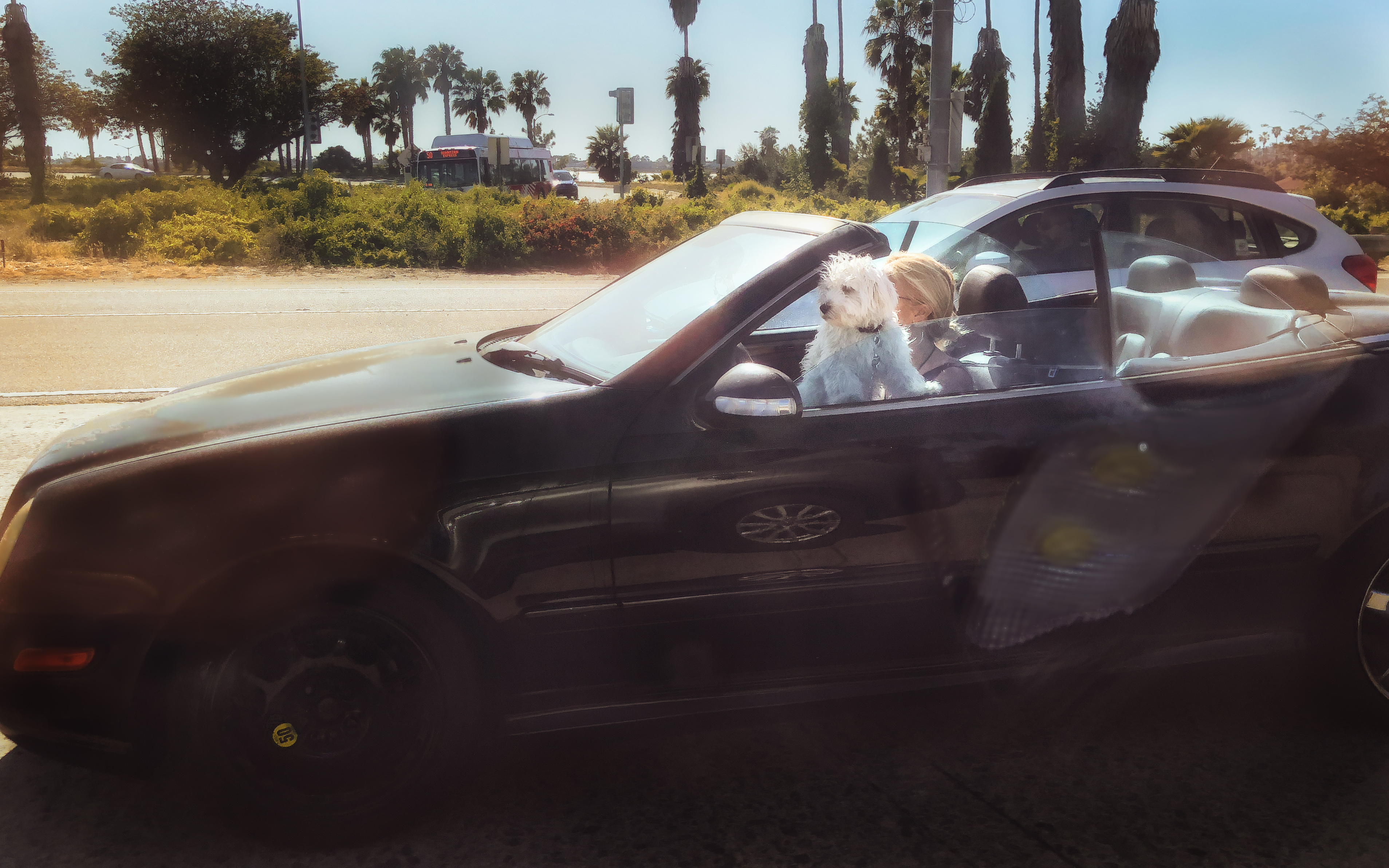blonde woman with dog in convertible
